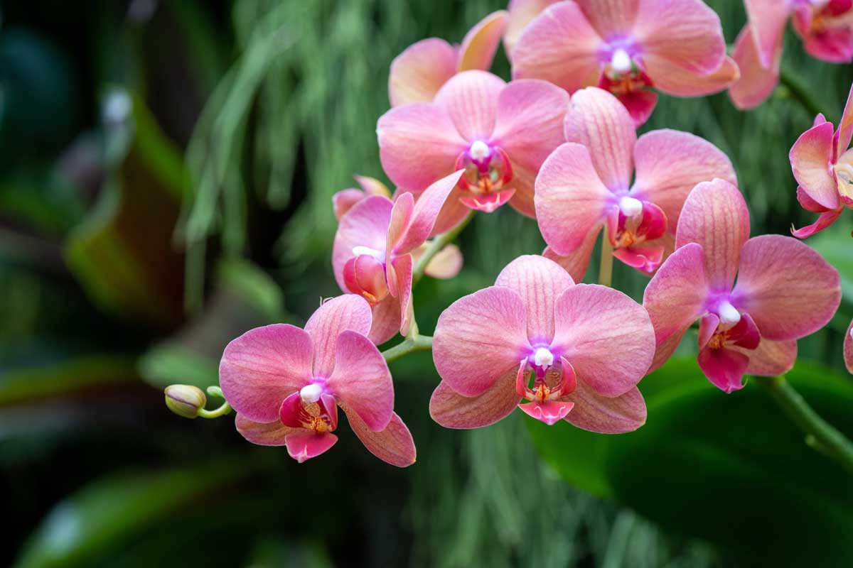 5 Fun Facts About Orchids No One Told You About 5 Fun Facts About Orchids No One Told You About